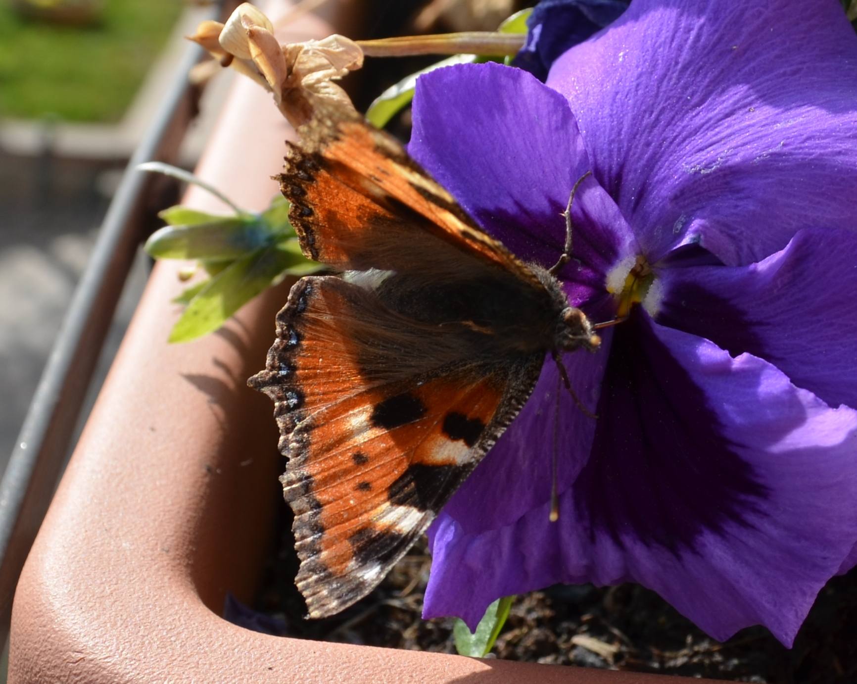 Aglais urticae